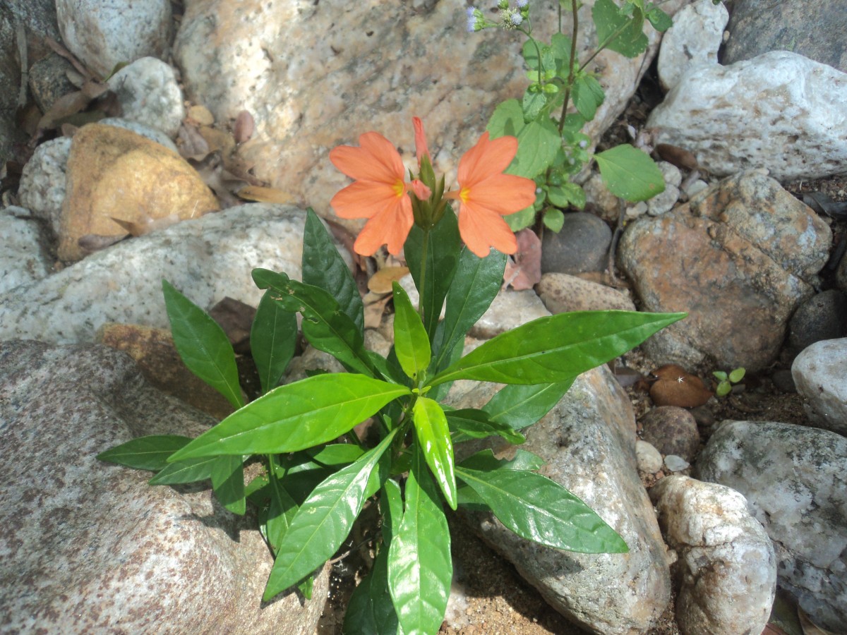 Crossandra infundibuliformis subsp. arida L.H.Cramer